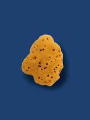 SEA SPONGE Mini