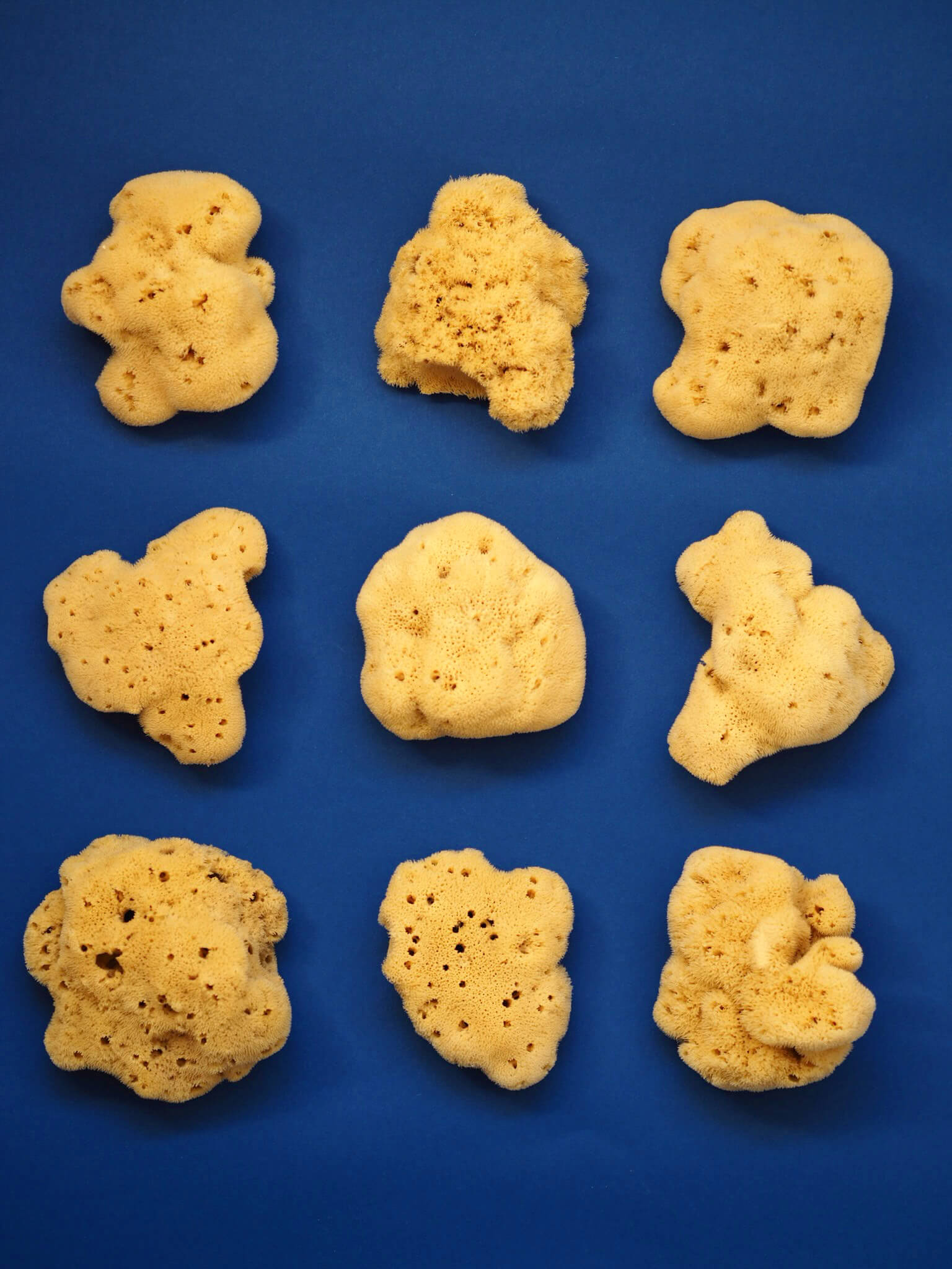 SEA SPONGE Small